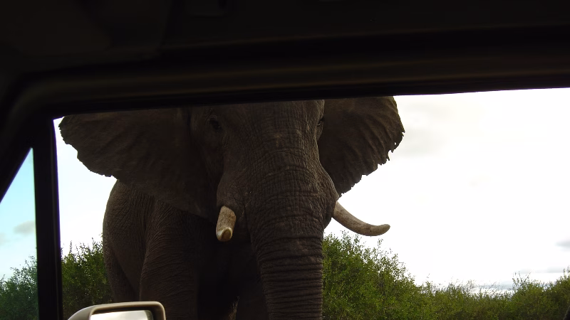 Elefant I Kruger X