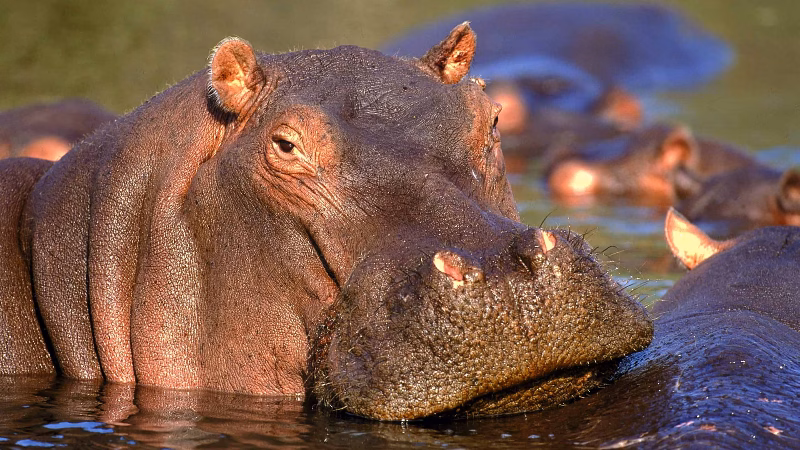 Side Flodhest Scaled X