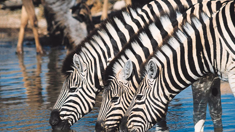 Side Zebra X