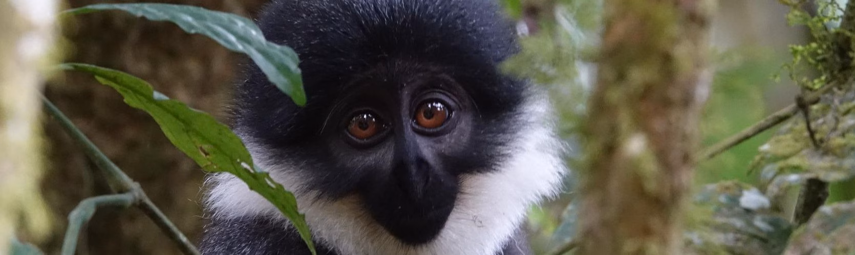 Colobus Monkeys X