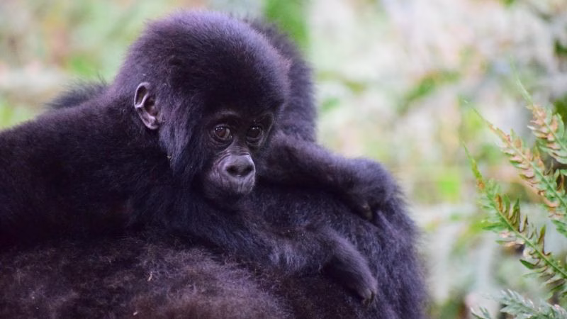 Mountain Gorilla X