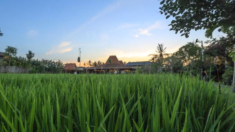 Alaya Ubud X