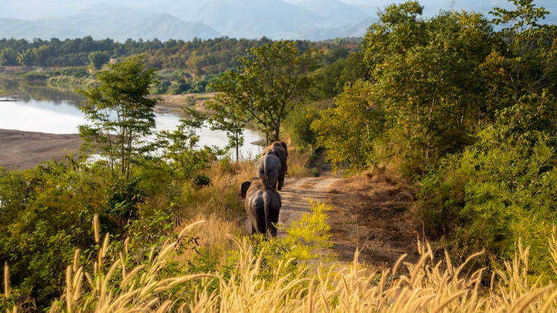 The Bush Camp Elephants X