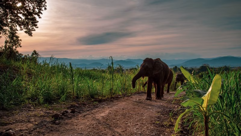 Elephant At The Bush Camp X