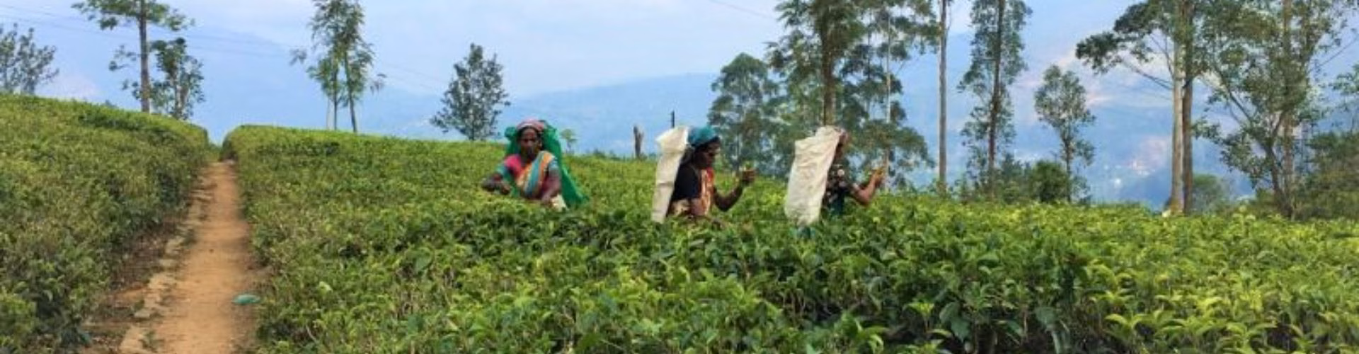 Sri Lanka Teplantage X X