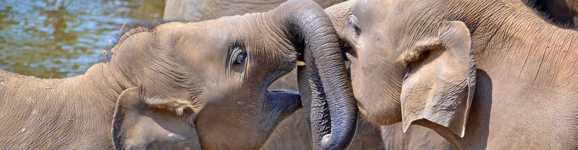Sri Lanka Young Elephants X