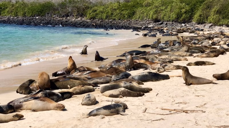 Animals Sealions