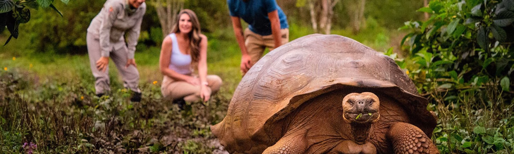 Finch Bay Manzanillo Giant Turtle