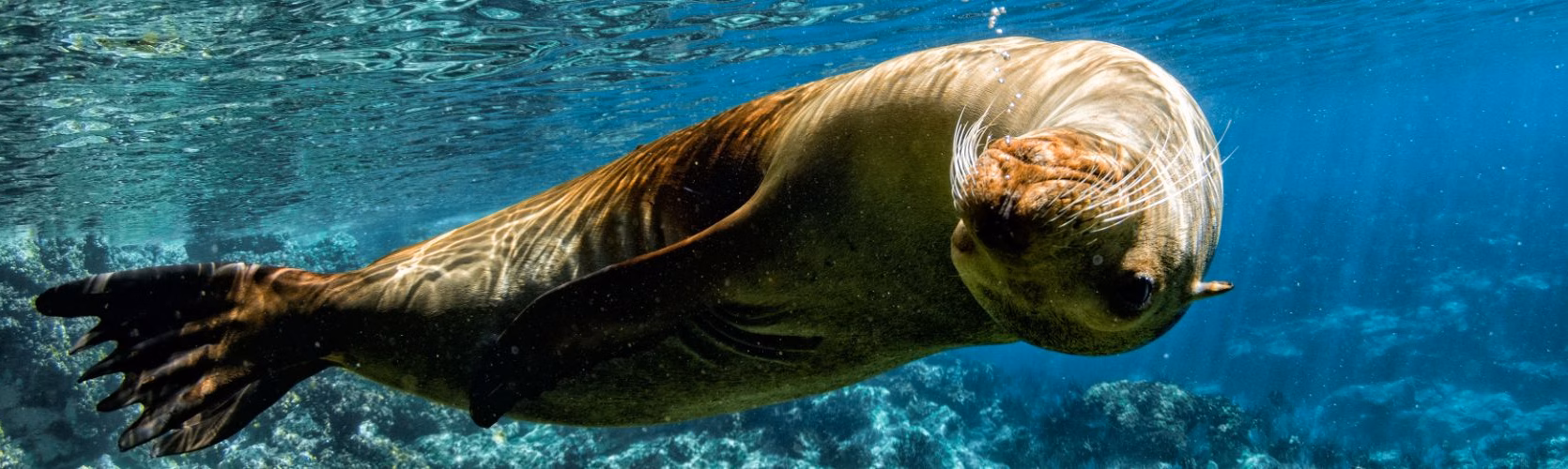 Galapagos X