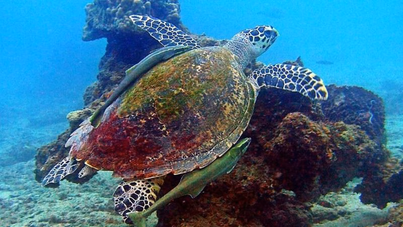 Mimpi Perhentian Resort X