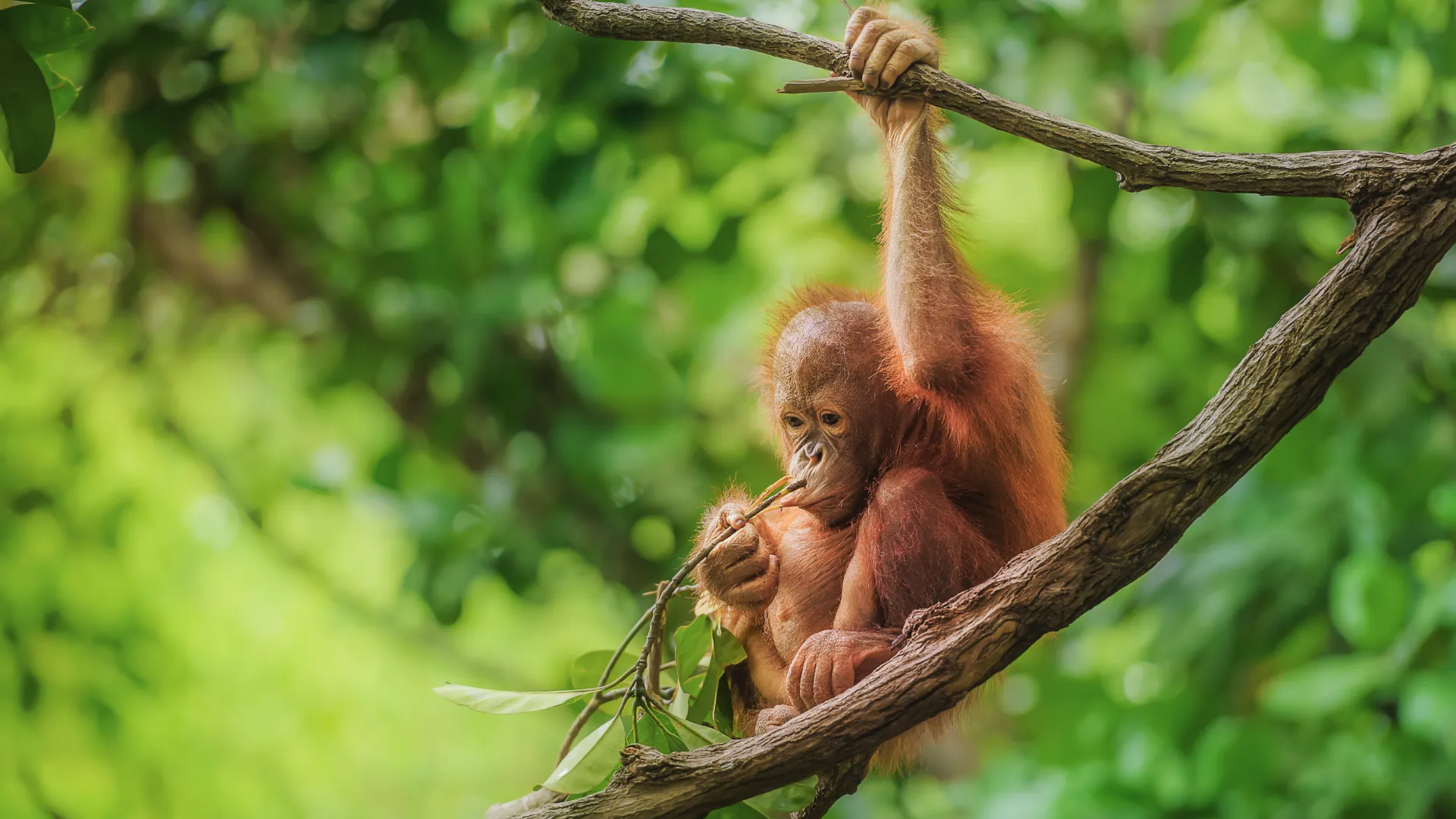 Det Bedste af Borneo