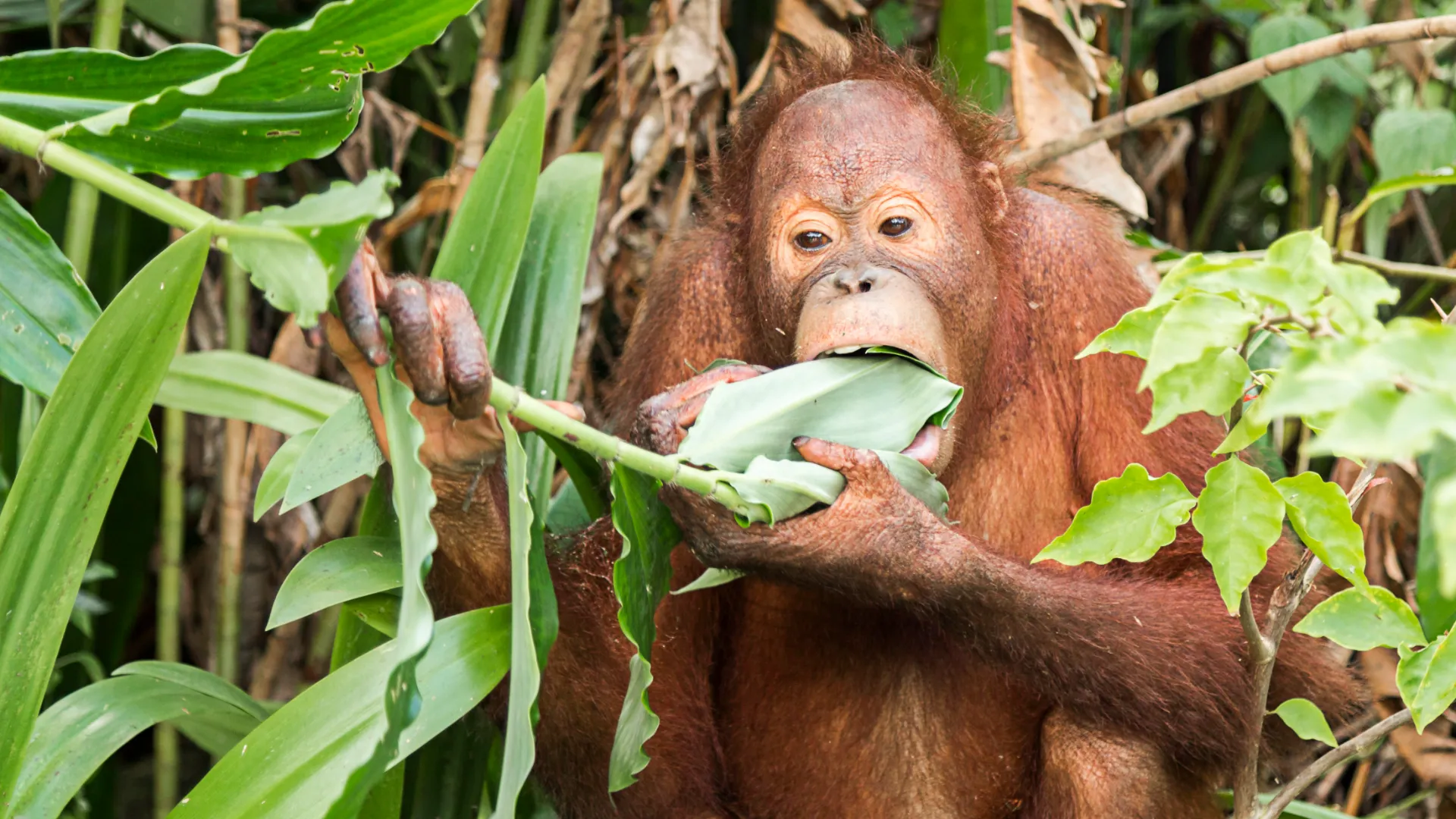 Fascinerende Borneo i unik luksus