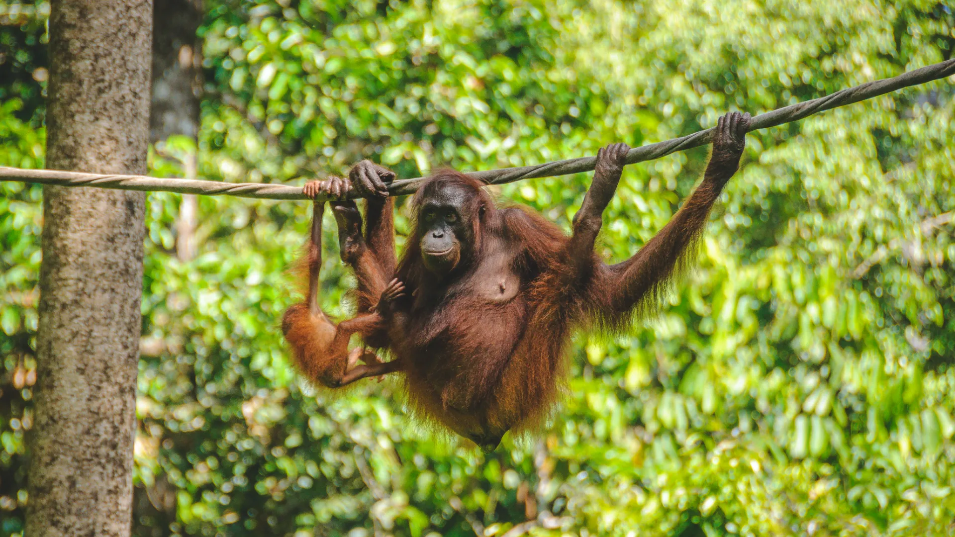 Natur, by og strandliv i Sarawak