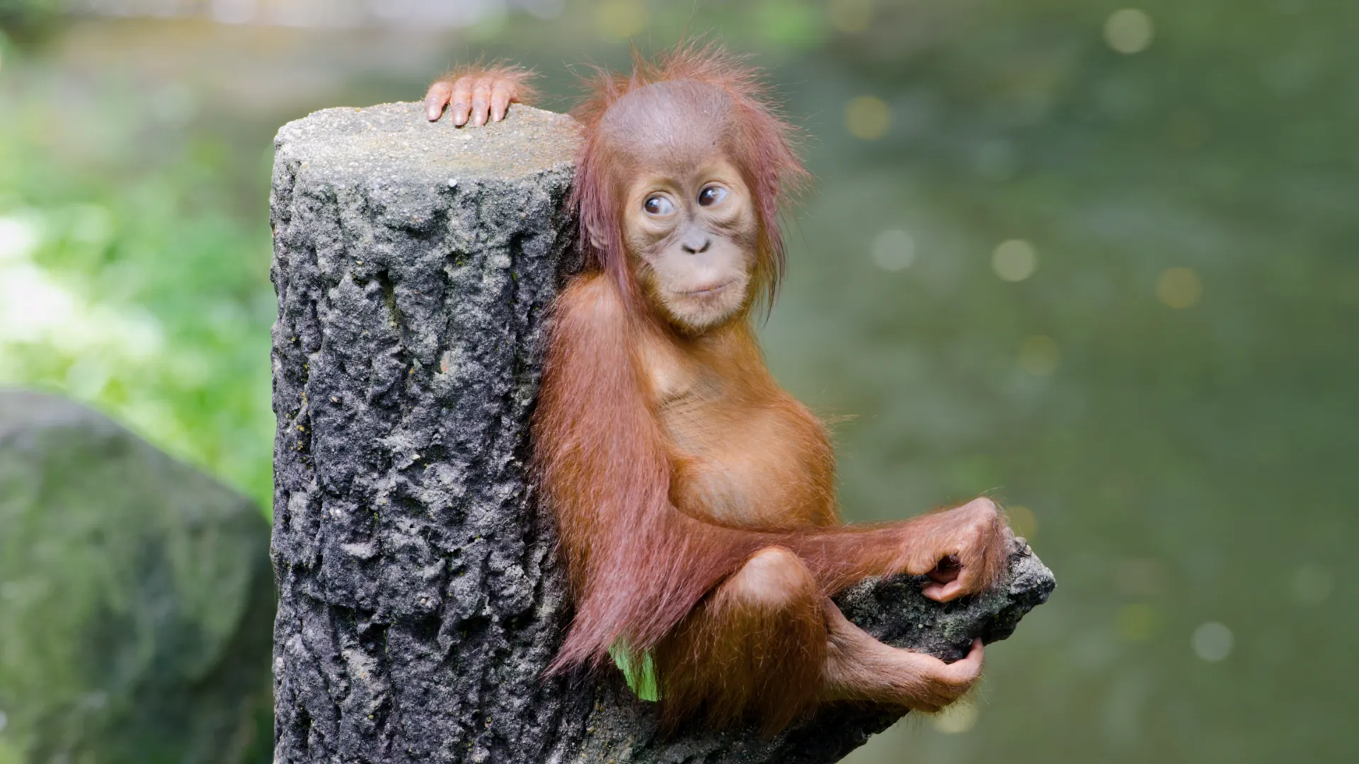 Orangutanger, templer & eksotisk afslapning