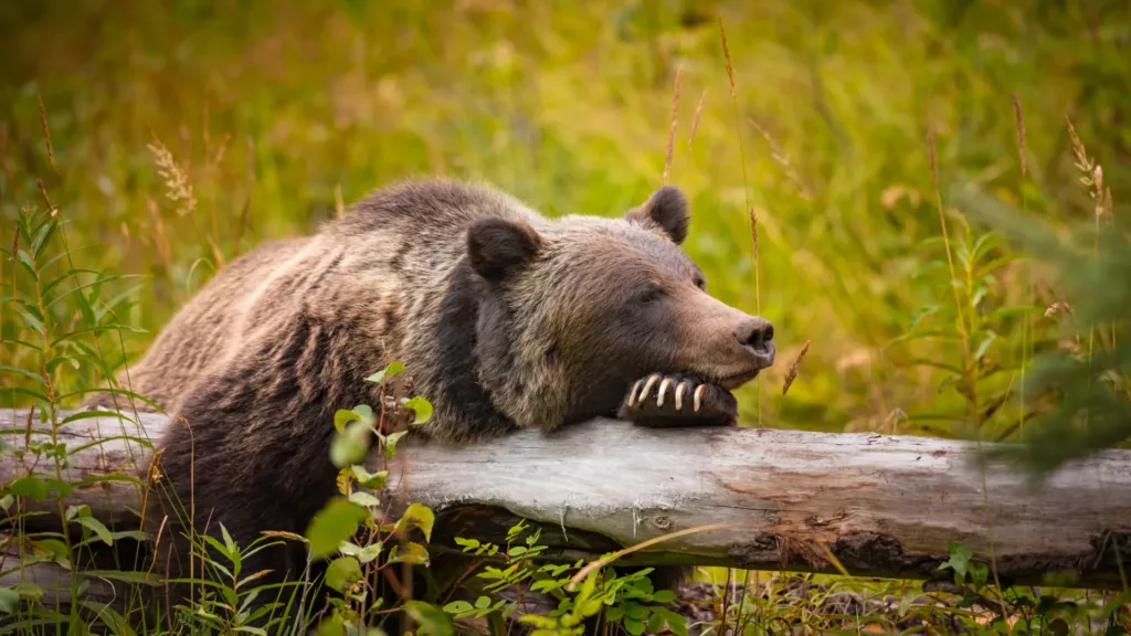 Udflugtspakke til Canadas Nationalparker