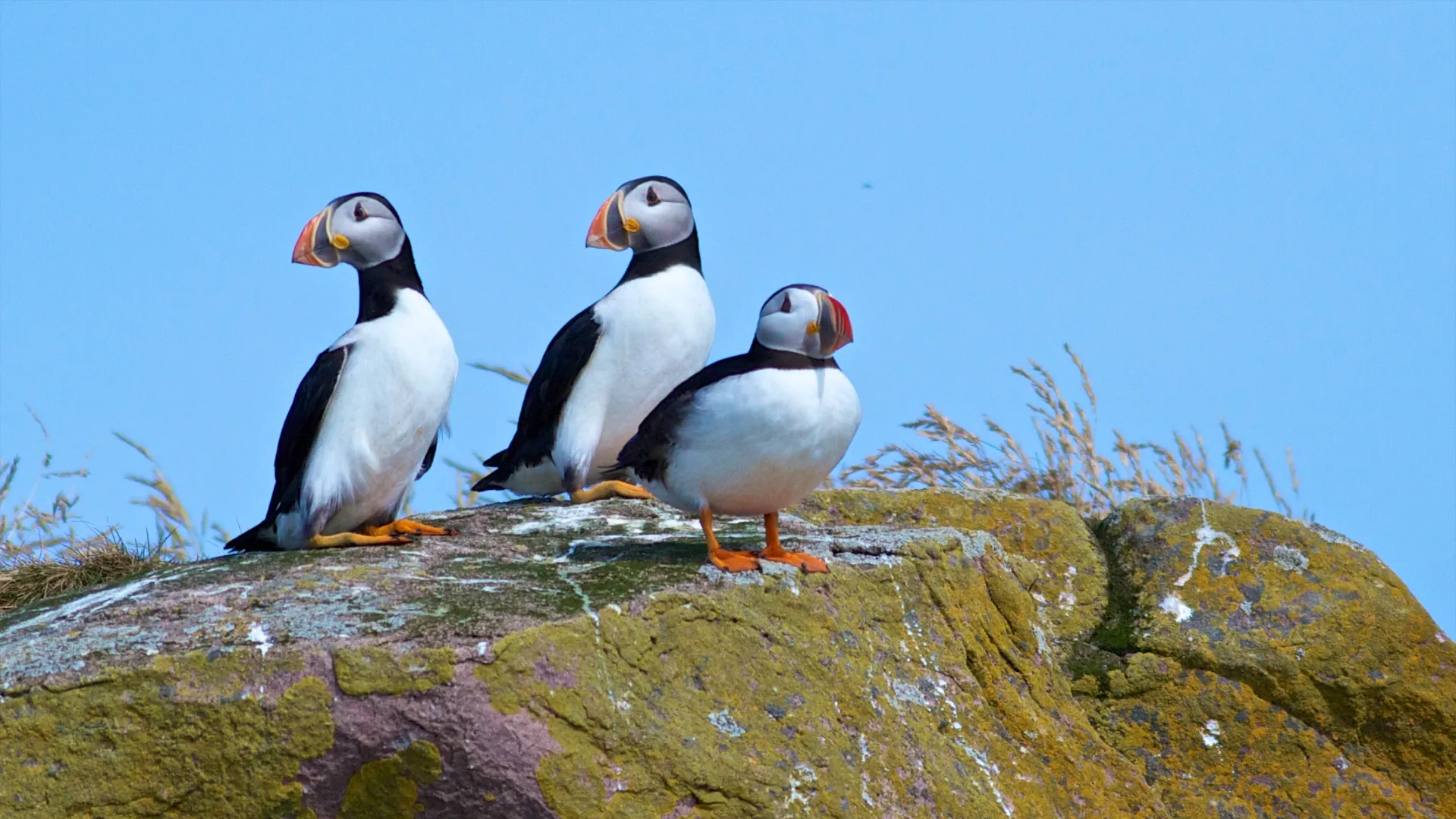 Newfoundland & Labrador