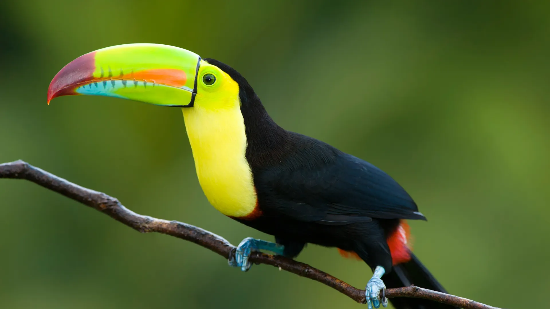 Costa Rica Wildlife
