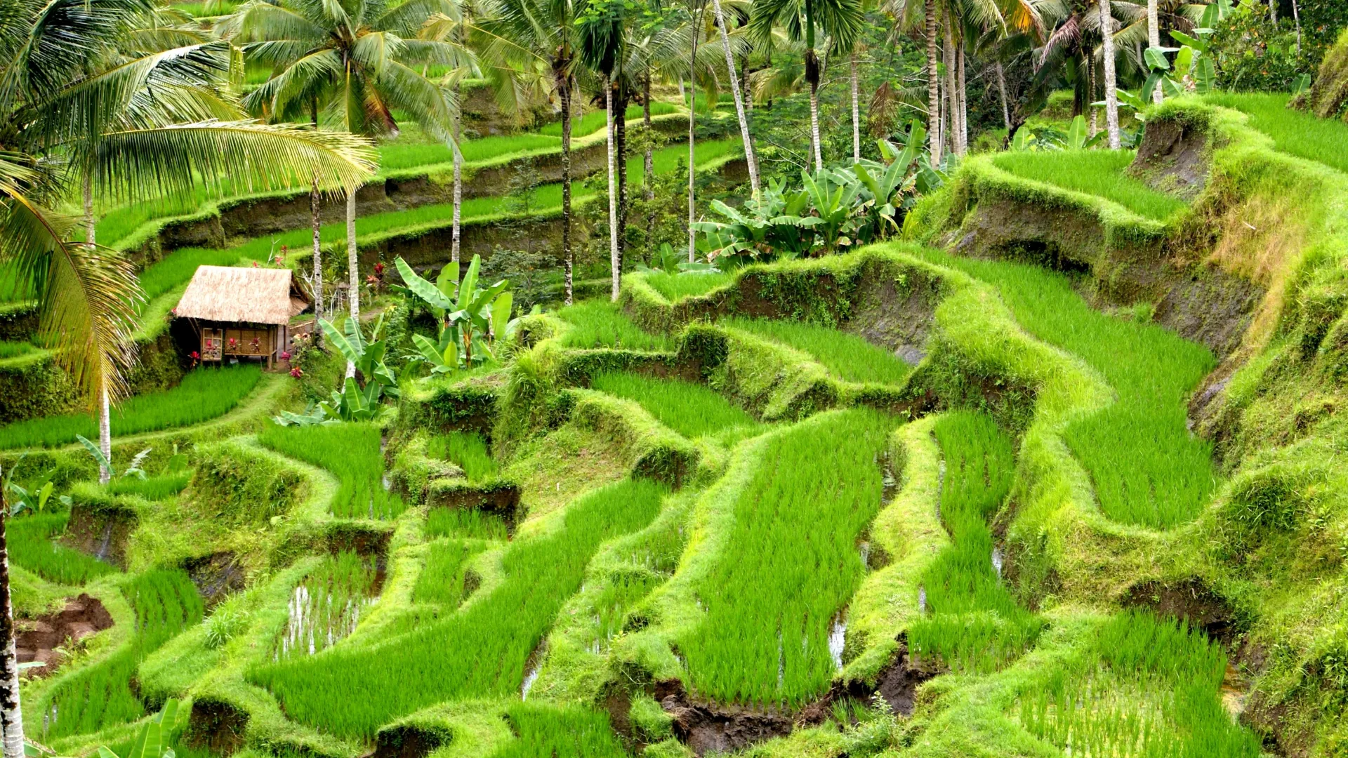 Luksus på Bali, i Lovina og Sanur på business class