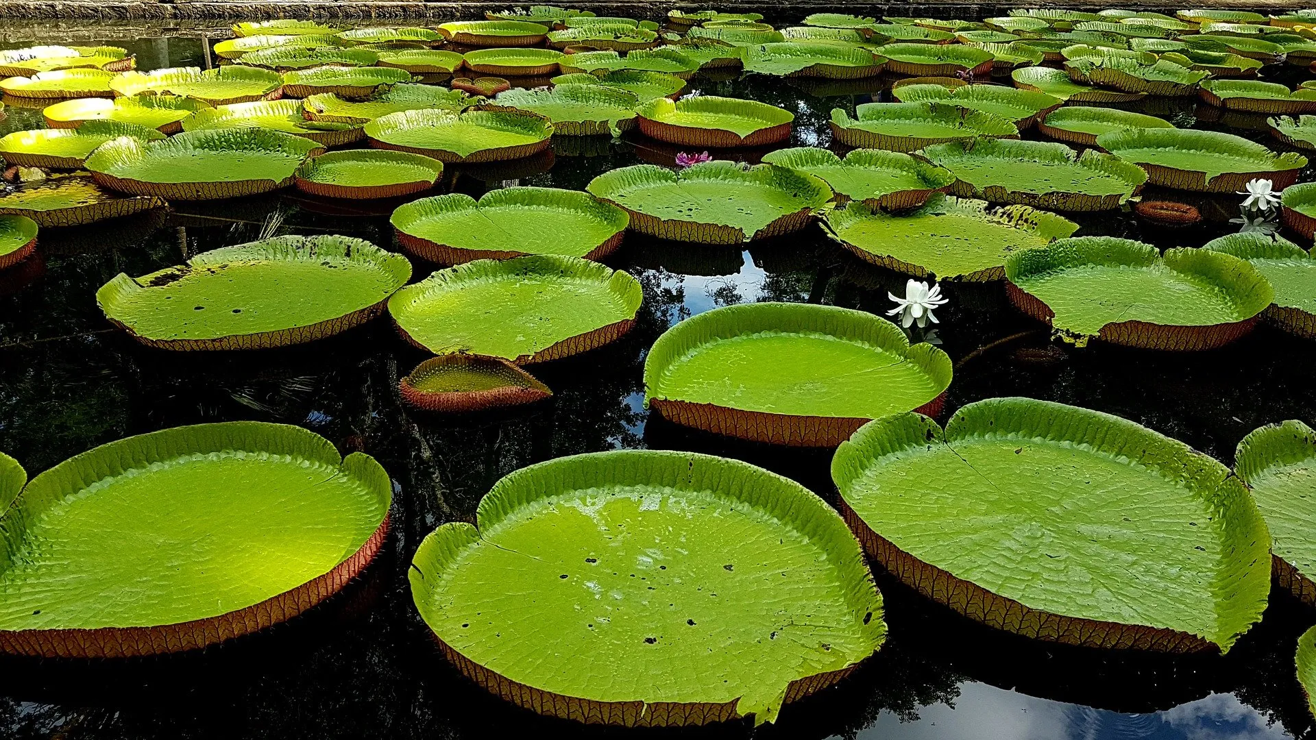 Langtidsferie på Mauritius
