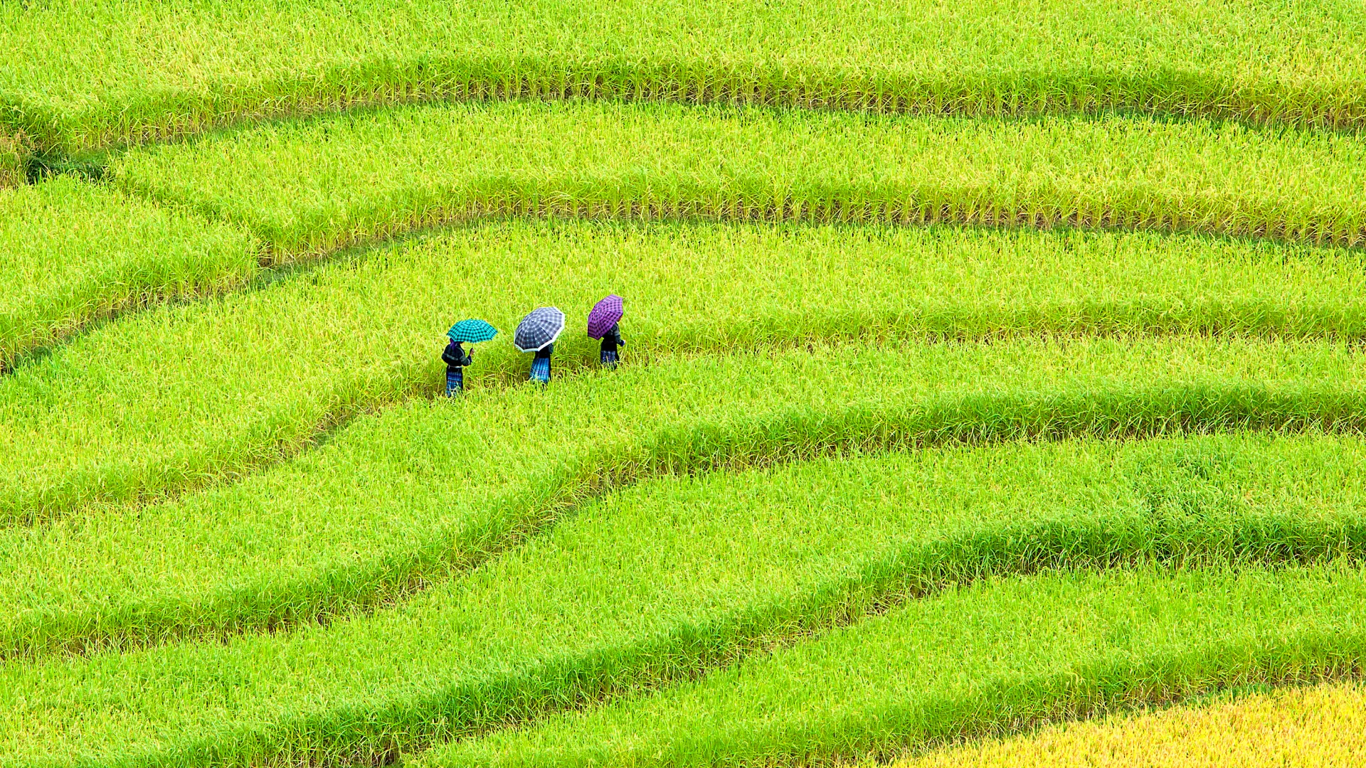 Den ultimative Vietnam rejse